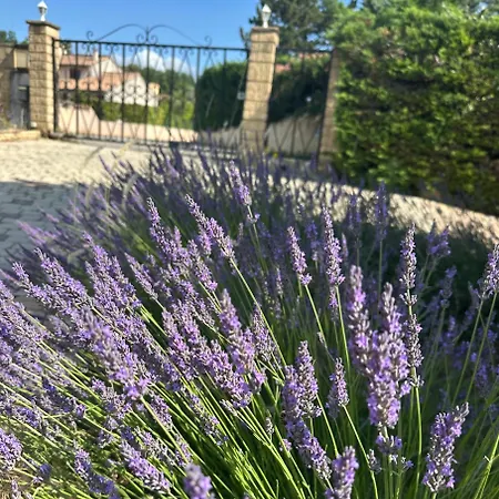 Les Clematites * Donzère